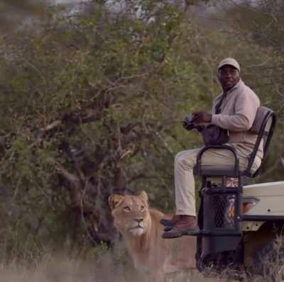 Photographer captures the moment a lion sneaks up on a safari group…