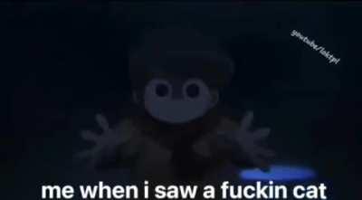 Me everytime 🐈