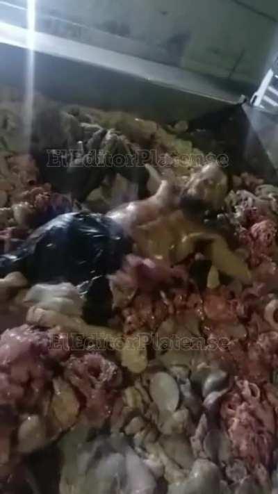 Supuesto empleado frigorífico se grabó nadando en achuras.