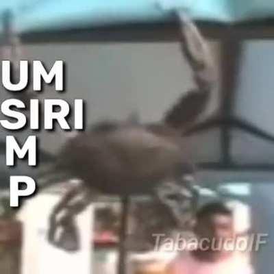 O real significado de simp