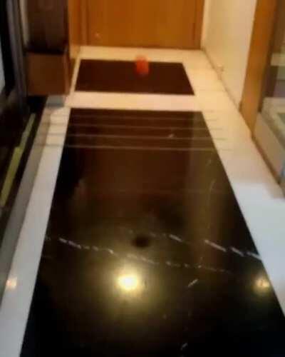 Playing Fetch With Rocket Is A One-Player Game...