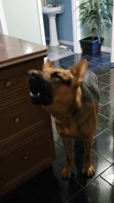 My dog Shaman sings to Litanie contre la peur. He is shy of two years old and has never howled until he first heard this track. He now does it everytime it plays so Ive used it as a tool to teach him to 