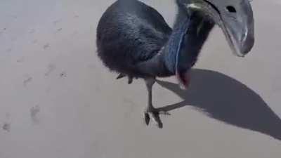 They are still alive