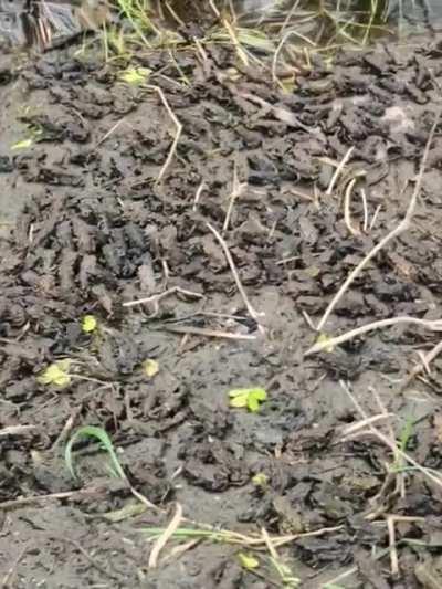 Not a good day to wear open toad sandals on walk.