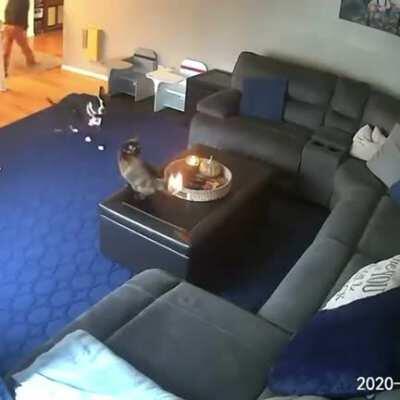 Assassin Dog tricks poor Cat to set itself on fire.