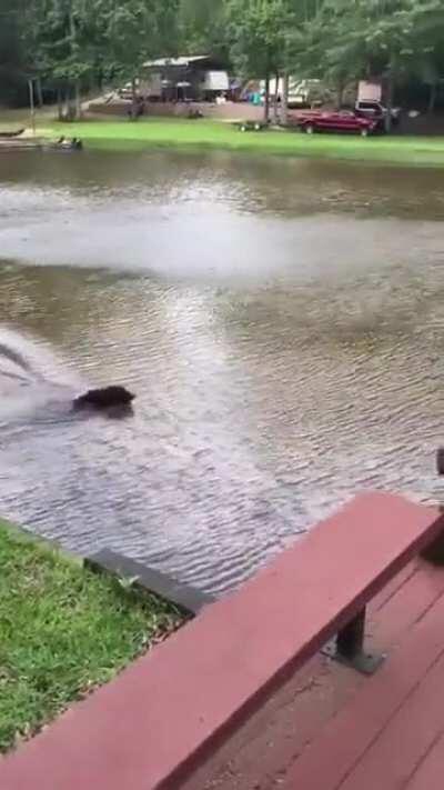 Dogs panic and rescue as owner falls into the lake!