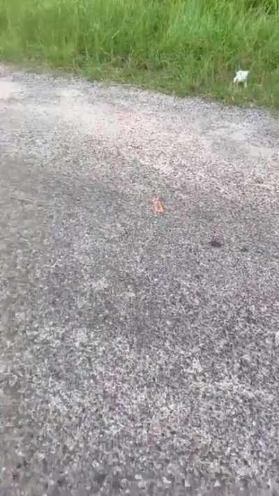 Man stops to rescue a kitten, gets welcomed by the entire squad!