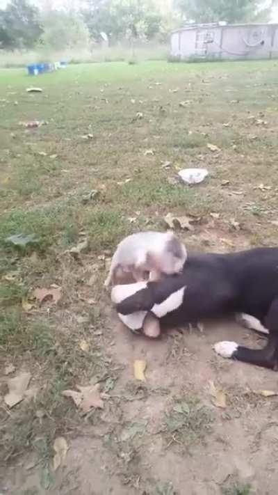 Hitpig unleashes his beserker attack.