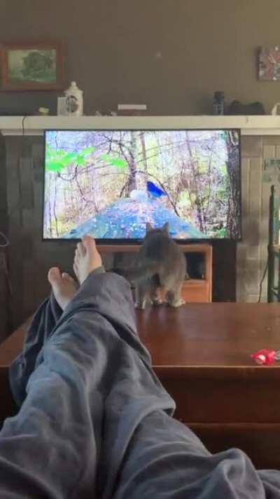 Kitty attacks TV burb!