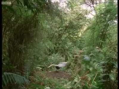 Meet the lyrebird bird!