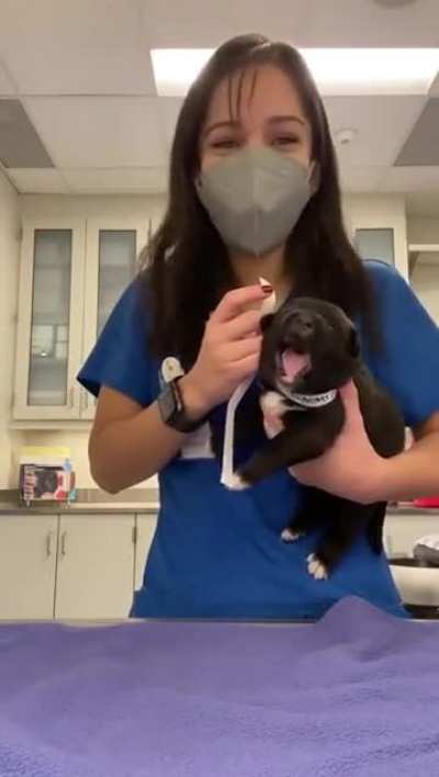 Tiny Pupper Awoos at the Vet