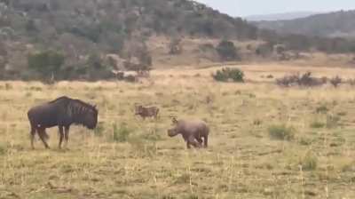 🔥baby rhino finds a friend in a wildebeest