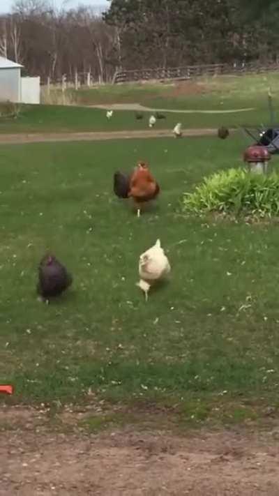 Have to share this here. Chickens remember!!