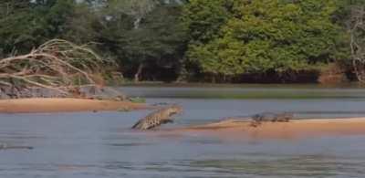 🔥 Jaguar Sneak Attack!