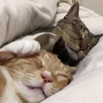 Please do not disturb