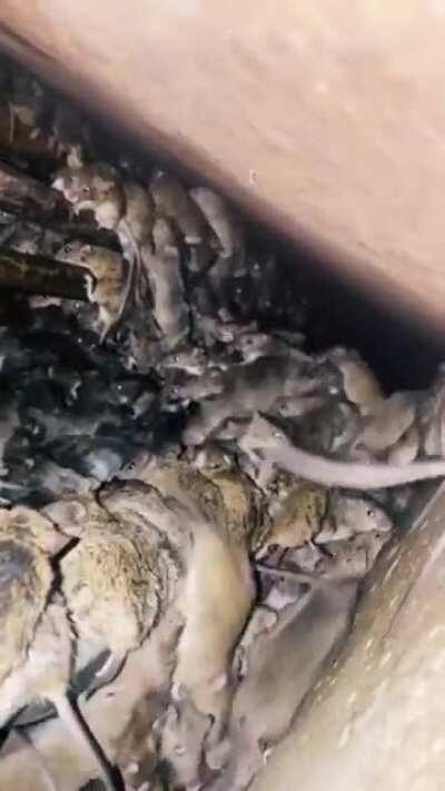 Thanks I hate tons of mice in a tight spot