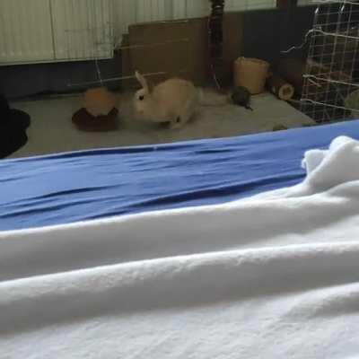 Just a bunny doing bunny things...this is what she does every morning after breakfast