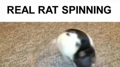 Rat