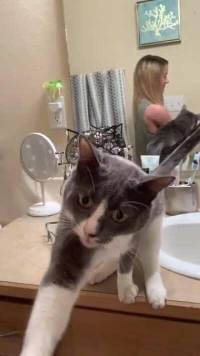 from last summer before I new this sub existed. Lincoln stands on the counter every day waiting for his daily pets