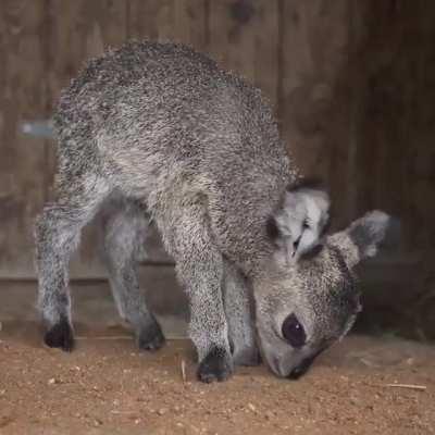Antelope in koala costume