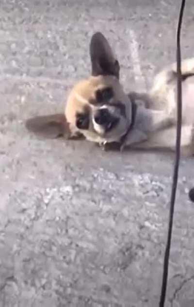 Dogs get stuck during mating because of a process called a copulatory tie. ... The male dog has an organ called the bulbus glandis, which is responsible for keeping him tied up with the female. The dog breeding tie basically keeps the semen secured inside