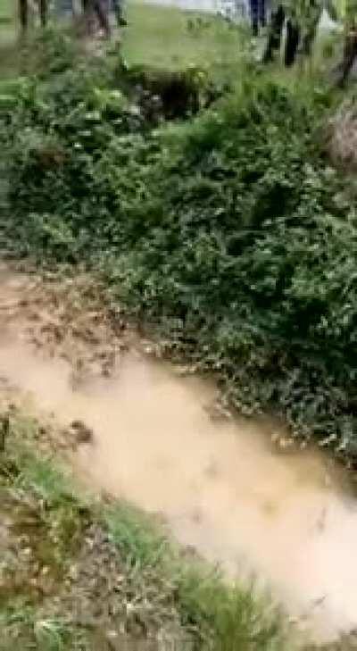 Leopard attacks idiot who leaned in to take photo, chaos ensues