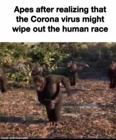 Invest in an ape meme