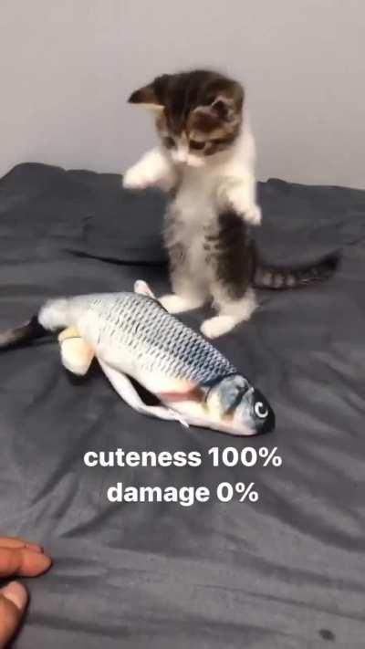 no damage but 100% cute😂😍