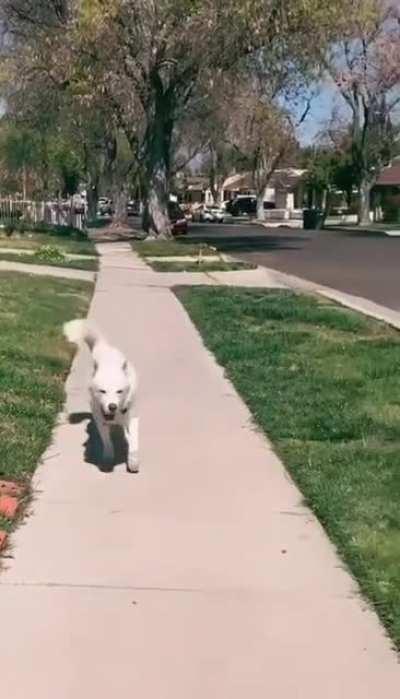 Doge when it hits $1