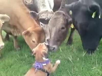 cows are so cute and loving !!