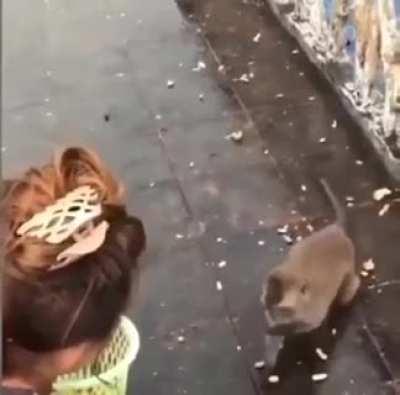 Como o brasileiro rouba