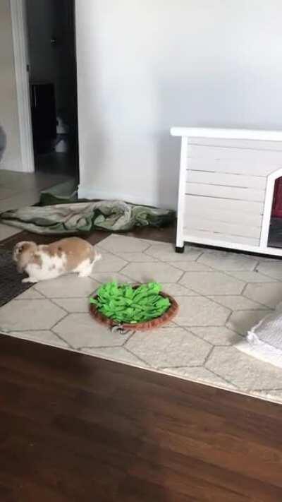 What is this behaviour? Play fighting? (more details in comments)