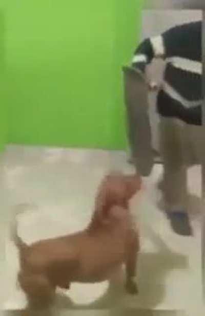 My dog don't bite. Just uses machete