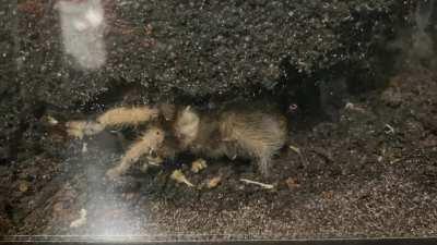 Clémence continues her excavation!