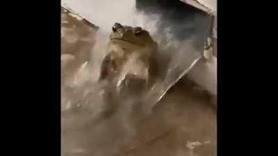 absolute decadence rule