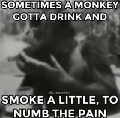 Even monke understand