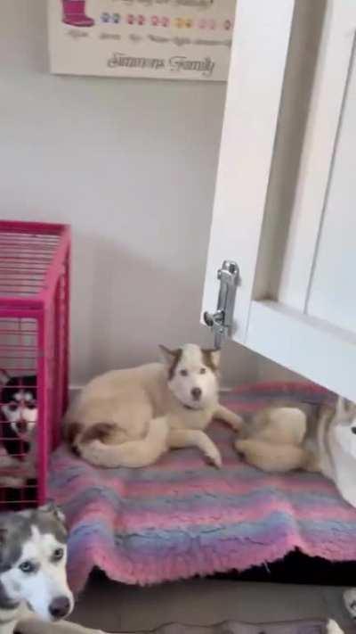 The various levels of 