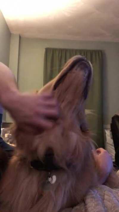 Head scritches=Instant golden smiles