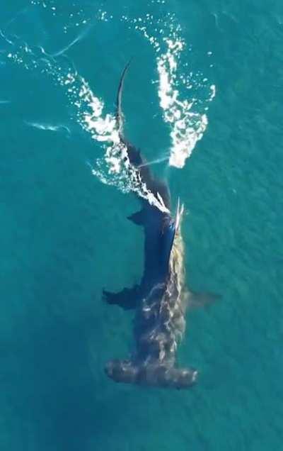 🔥 The Great Hammerhead is the largest of its species reaching a maximum of 20 ft. Critically endangered, it is considered fewer than 200 of them exist.
