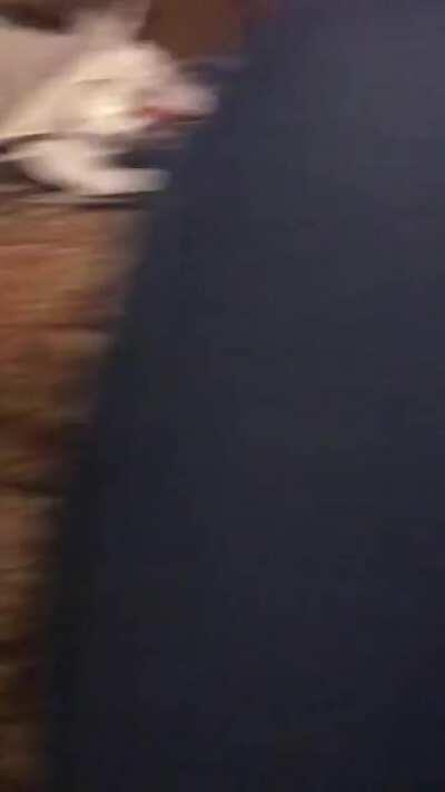 My parents’ dog is very sweet. My sister’s dog is...special.