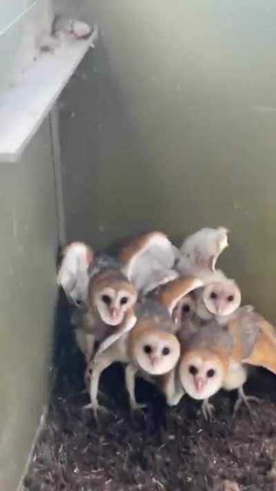 🦉 A group of baby Owls found in a barn in Texas 🦉