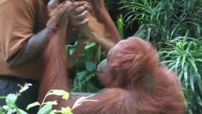 Orangutan trusts their caretaker completely