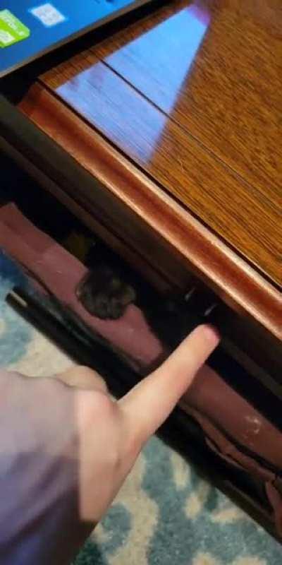 My yarn basket seems to have hired a tiny bodyguard