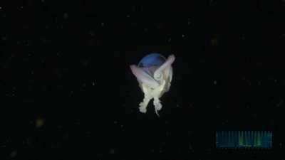 Allow me to transform myself before your eyes