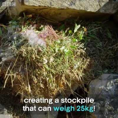 This has got to be the world's cutest thief!