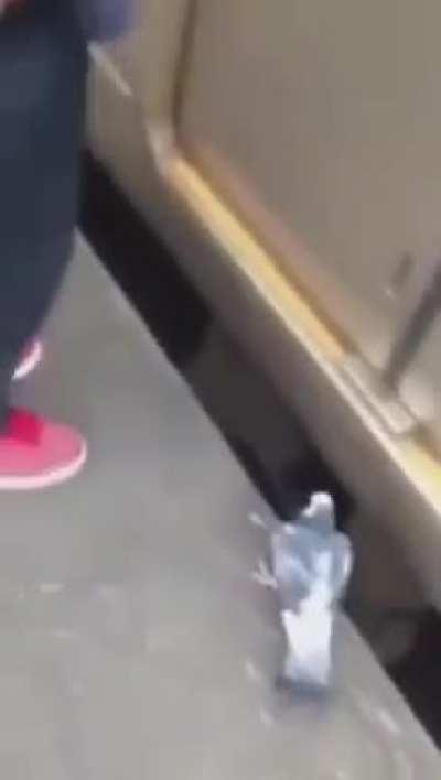 Animal moves around the city like a person.