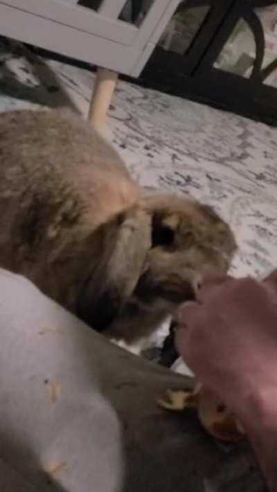 Luna is very picky about her mandarin orange slices