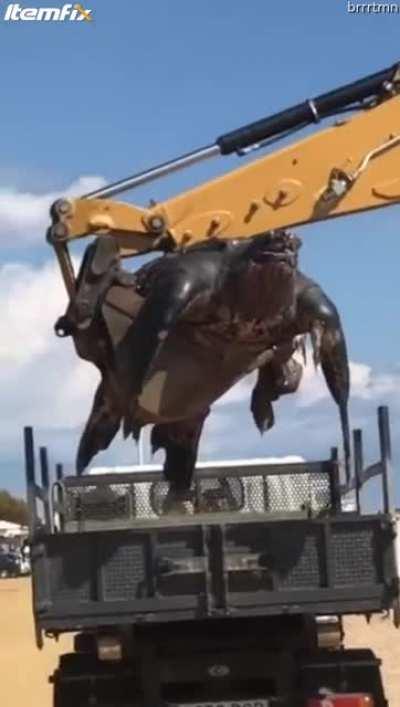 I had no idea sea turtles got that big!