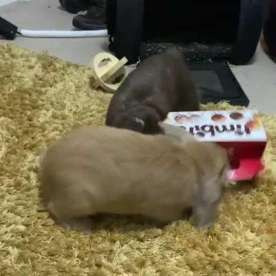 Eevee and Cinnamon love Tim’s as much as me 🇨🇦