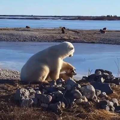 Polar Bear petting a Dog